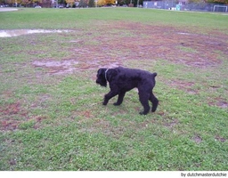 Riesenschnauzer Dogs Ras: Karakter, Levensduur & Prijs | Puppyplaats