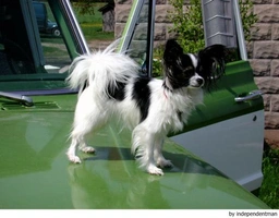 Vlinderhondje Dogs Ras: Karakter, Levensduur & Prijs | Puppyplaats