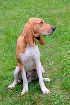Segugio Svizzero Dogs Razza - Prezzo, Temperamento & Foto | AnnunciAnimali