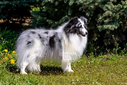 Shetland Sheepdog Dogs Breed - Information, Temperament, Size & Price | Lancaster Puppies