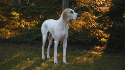 Porcelaine Dogs Razza - Prezzo, Temperamento & Foto | AnnunciAnimali