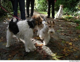 Fox Terriër Draadhaar Dogs Ras: Karakter, Levensduur & Prijs | Puppyplaats