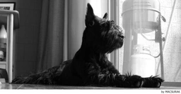 Riesenschnauzer Dogs Ras: Karakter, Levensduur & Prijs | Puppyplaats