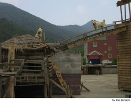 Perro Jindo Coreano Dogs Raza - Características, Fotos & Precio | MundoAnimalia