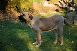 Fila Brasileiro Dogs Razza - Prezzo, Temperamento & Foto | AnnunciAnimali
