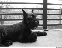 Riesenschnauzer Dogs Ras: Karakter, Levensduur & Prijs | Puppyplaats