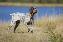 German Shorthaired Pointer Dogs Breed - Information, Temperament, Size & Price | Lancaster Puppies