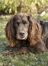 Wachtelhund Dogs Razza - Prezzo, Temperamento & Foto | AnnunciAnimali