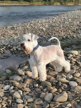 Dwergschnauzer Dogs Ras: Karakter, Levensduur & Prijs | Puppyplaats