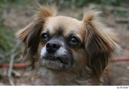 Vlinderhondje Dogs Ras: Karakter, Levensduur & Prijs | Puppyplaats