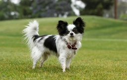 Chihuahua Dogs Razza - Prezzo, Temperamento & Foto | AnnunciAnimali