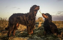 Gordon Setter Dogs Breed - Information, Temperament, Size & Price | Lancaster Puppies