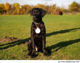 Ca de Bestiar - Perro de Pastor Mallorquín Dogs Raza - Características, Fotos & Precio | MundoAnimalia