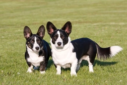 Welsh Corgi Cardigan Dogs Breed - Information, Temperament, Size & Price | Lancaster Puppies