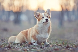 Welsh Corgi Pembroke Dogs Raza - Características, Fotos & Precio | MundoAnimalia