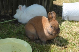 Thuringer Rabbits Breed - Information, Temperament, Size & Price | Pets4Homes