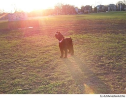 Riesenschnauzer Dogs Ras: Karakter, Levensduur & Prijs | Puppyplaats
