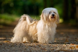 Havanese Dogs Breed - Information, Temperament, Size & Price | Lancaster Puppies