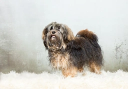 Havanese Dogs Breed - Information, Temperament, Size & Price | Lancaster Puppies