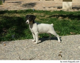 Ratonero Bodeguero Andaluz Dogs Raza - Características, Fotos & Precio | MundoAnimalia