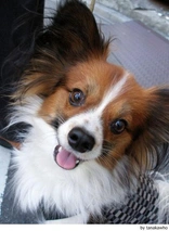 Vlinderhondje Dogs Ras: Karakter, Levensduur & Prijs | Puppyplaats