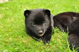 Schipperke Dogs Breed - Information, Temperament, Size & Price | Pets4Homes