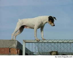 Ratonero Bodeguero Andaluz Dogs Raza - Características, Fotos & Precio | MundoAnimalia