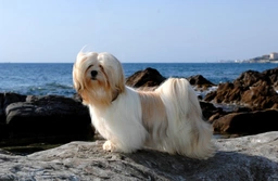 Lhasa Apso Dogs Breed - Information, Temperament, Size & Price | Pets4Homes