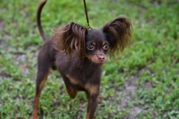 Russian Toy Terrier Dogs Breed - Information, Temperament, Size & Price | Lancaster Puppies