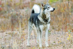 Laika de Siberia Occidental Dogs Raza - Características, Fotos & Precio | MundoAnimalia