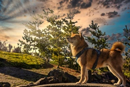 Japanese Shiba Inu Dogs Breed - Information, Temperament, Size & Price | Pets4Homes