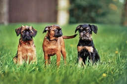 Petit Brabancon Dogs Ras: Karakter, Levensduur & Prijs | Puppyplaats