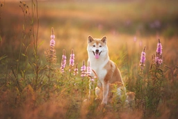 Japanese Shiba Inu Dogs Breed - Information, Temperament, Size & Price | Pets4Homes