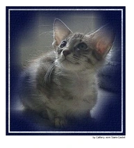 Javanés Cats Raza - Características, Fotos & Precio | MundoAnimalia