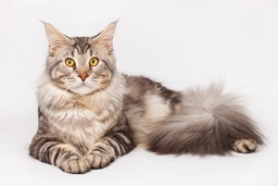 Maine Coon Cats Razza - Prezzo, Temperamento & Foto | AnnunciAnimali