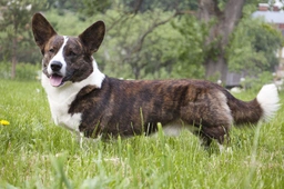 Welsh Corgi Cardigan Dogs Breed - Information, Temperament, Size & Price | Lancaster Puppies