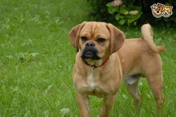 Puggle Dogs Raza - Características, Fotos & Precio | MundoAnimalia