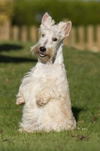 Schotse Terriër Dogs Ras: Karakter, Levensduur & Prijs | Puppyplaats