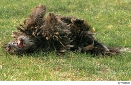 Bergamasco Dogs Breed - Information, Temperament, Size & Price | Lancaster Puppies