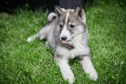 Laika de Siberia Occidental Dogs Raza - Características, Fotos & Precio | MundoAnimalia