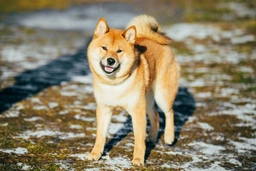 Japanese Shiba Inu Dogs Breed - Information, Temperament, Size & Price | Pets4Homes