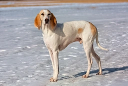 Porcelaine Dogs Razza - Prezzo, Temperamento & Foto | AnnunciAnimali