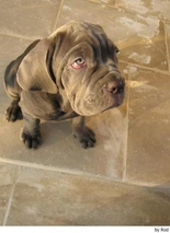 Mastino Napoletano Dogs Ras: Karakter, Levensduur & Prijs | Puppyplaats