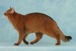 Somalí Cats Raza - Características, Fotos & Precio | MundoAnimalia