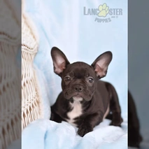 Frenchton Dogs Breed - Information, Temperament, Size & Price | Lancaster Puppies