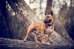Miniature Bull Terrier Dogs Breed - Information, Temperament, Size & Price | Pets4Homes