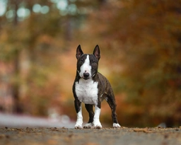 Miniature Bull Terrier Dogs Breed - Information, Temperament, Size & Price | Pets4Homes