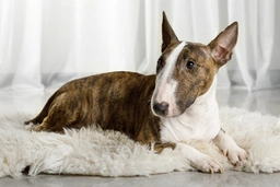 Miniature Bull Terrier Dogs Breed - Information, Temperament, Size & Price | Pets4Homes