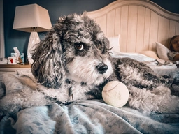 Aussiedoodle Dogs Breed - Information, Temperament, Size & Price | Lancaster Puppies