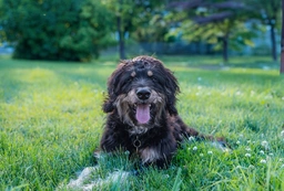 Aussiedoodle Dogs Breed - Information, Temperament, Size & Price | Lancaster Puppies
